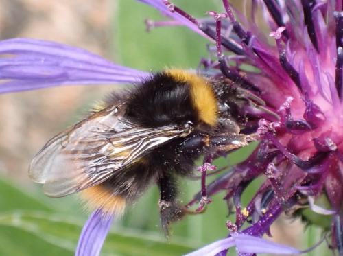 Bombus sp.